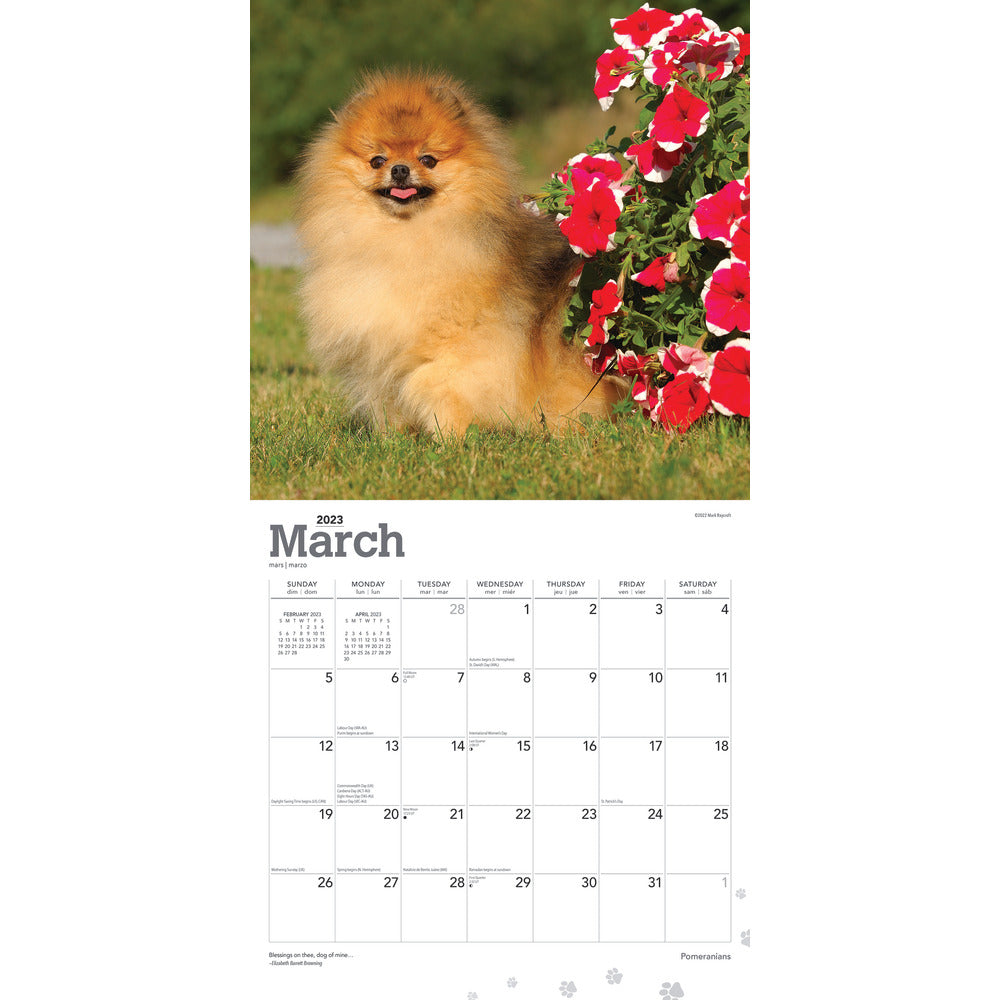 Brown Trout Animals Monthly Wall Calendar, 12in x 12in, Pomeranians, January To December 2023