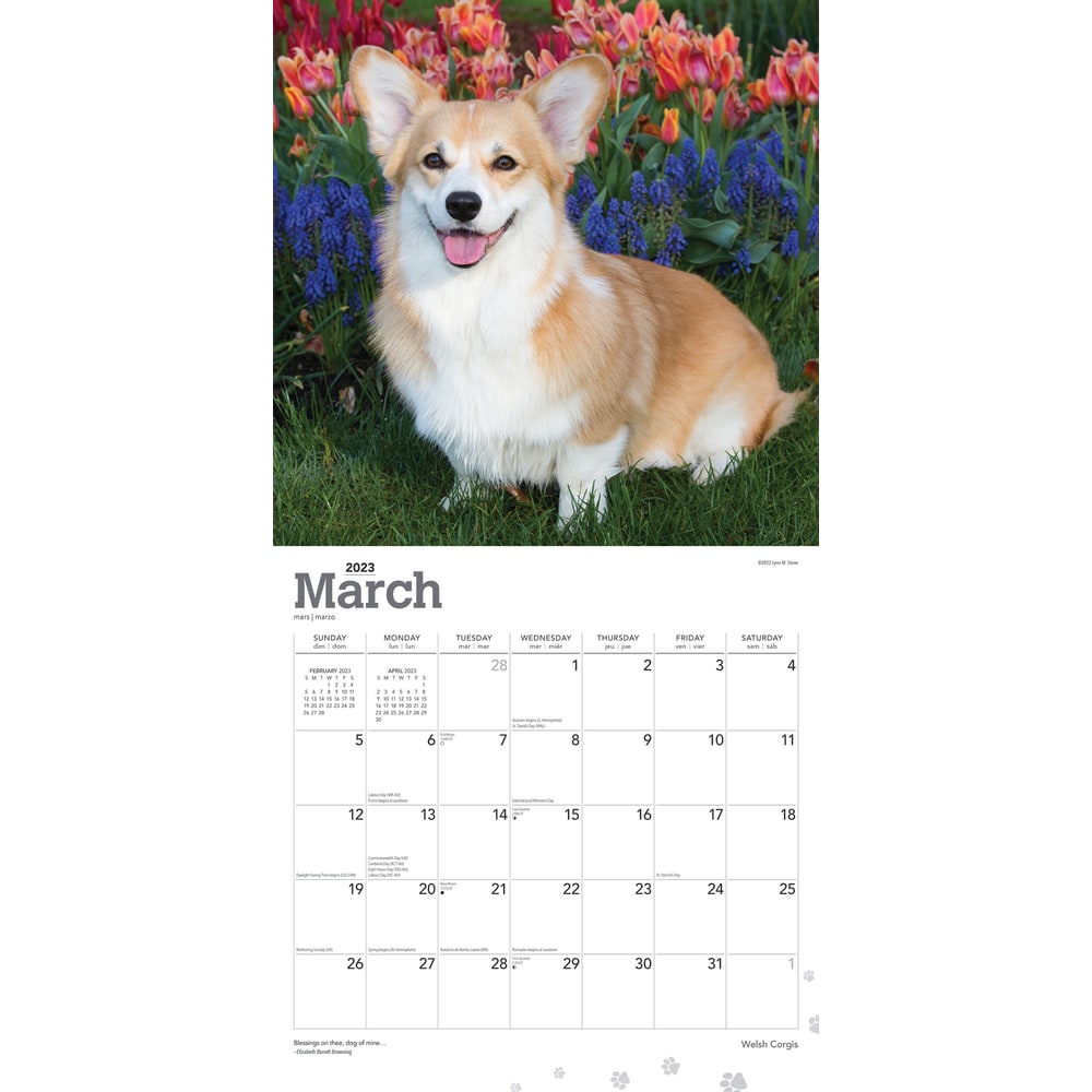Brown Trout Animals Monthly Wall Calendar, 12in x 12in, Welsh Corgis, January To December 2023