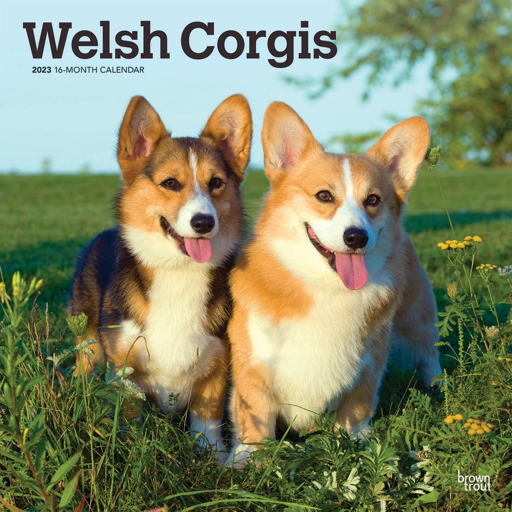 Brown Trout Animals Monthly Wall Calendar, 12in x 12in, Welsh Corgis, January To December 2023