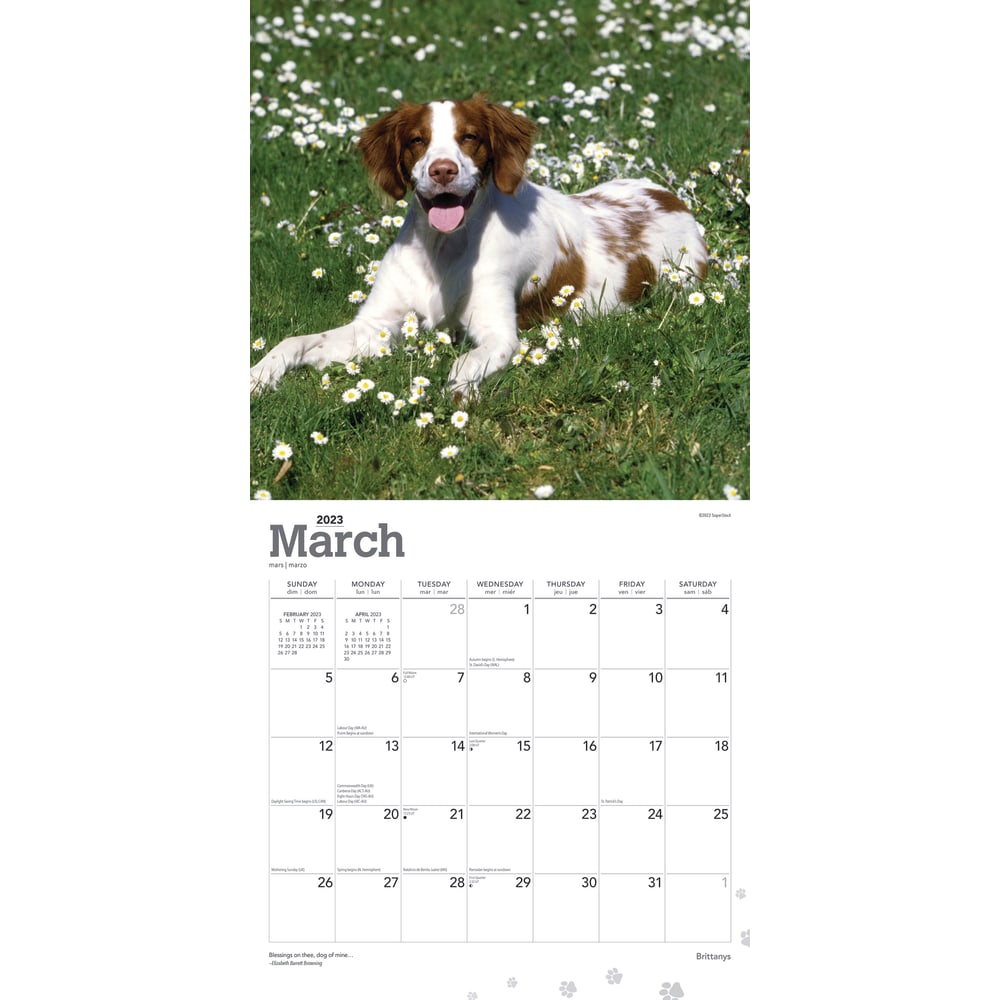 Brown Trout Animals Monthly Wall Calendar, 12in x 12in, Brittanys, January To December 2023