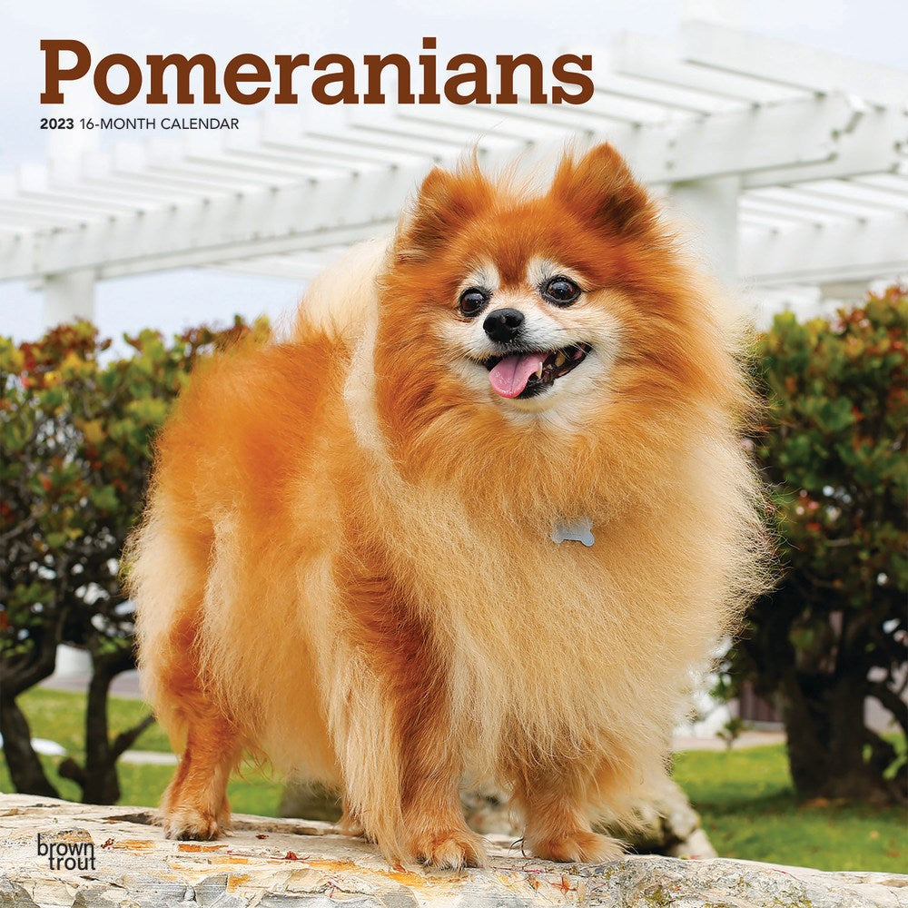 Brown Trout Animals Monthly Wall Calendar, 12in x 12in, Pomeranians, January To December 2023