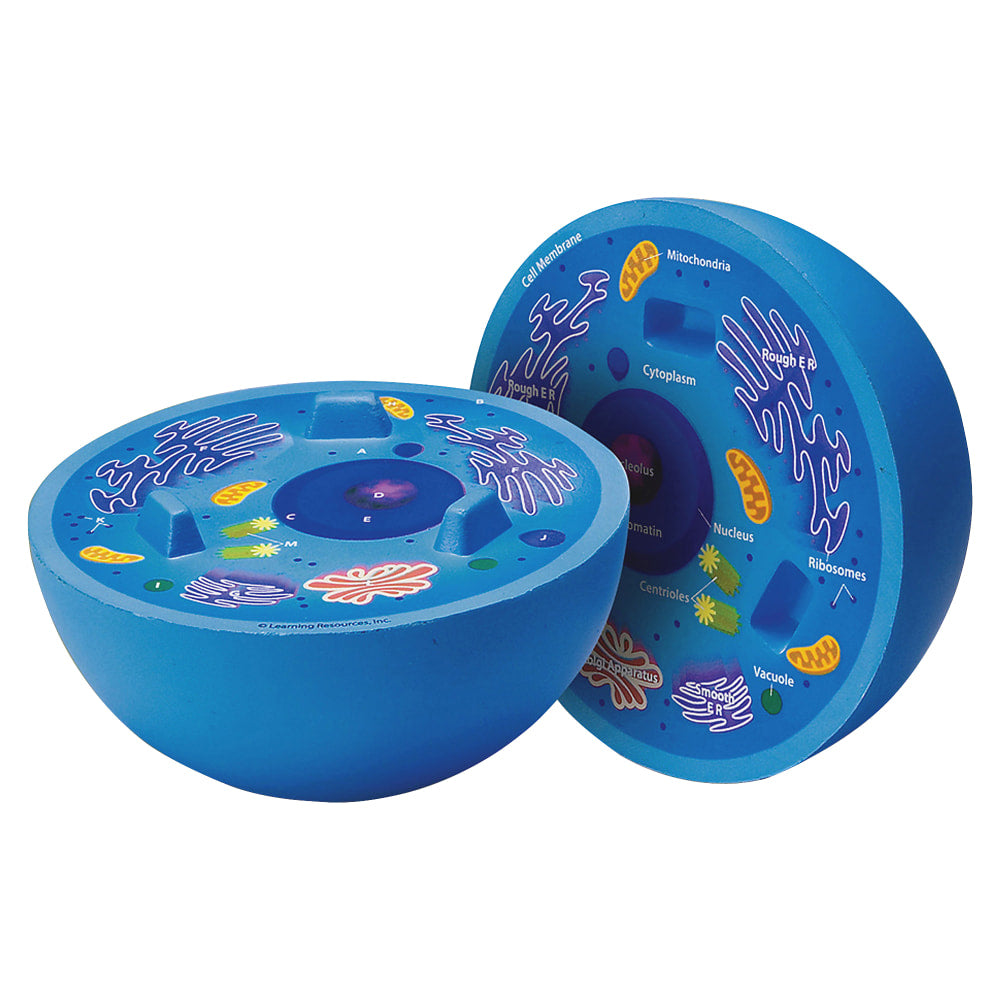 Learning Resources Animal Cell Cross Section Model, 6in x 5 1/2in, Grades 6 - 12