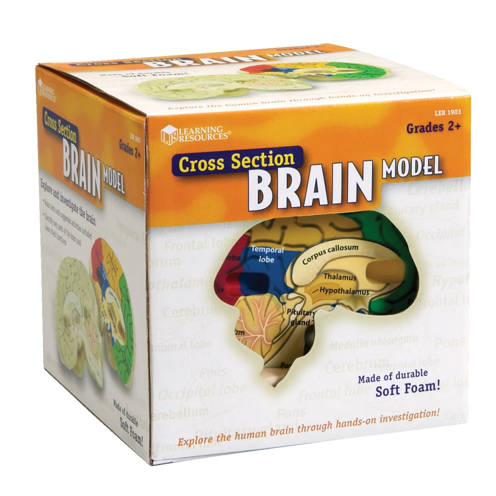 Learning Resources Human Brain Cross Section Model, 5in