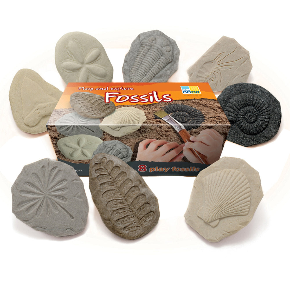 Yellow Door Lets Investigate Stones, Fossil, Pack Of 8 Stones