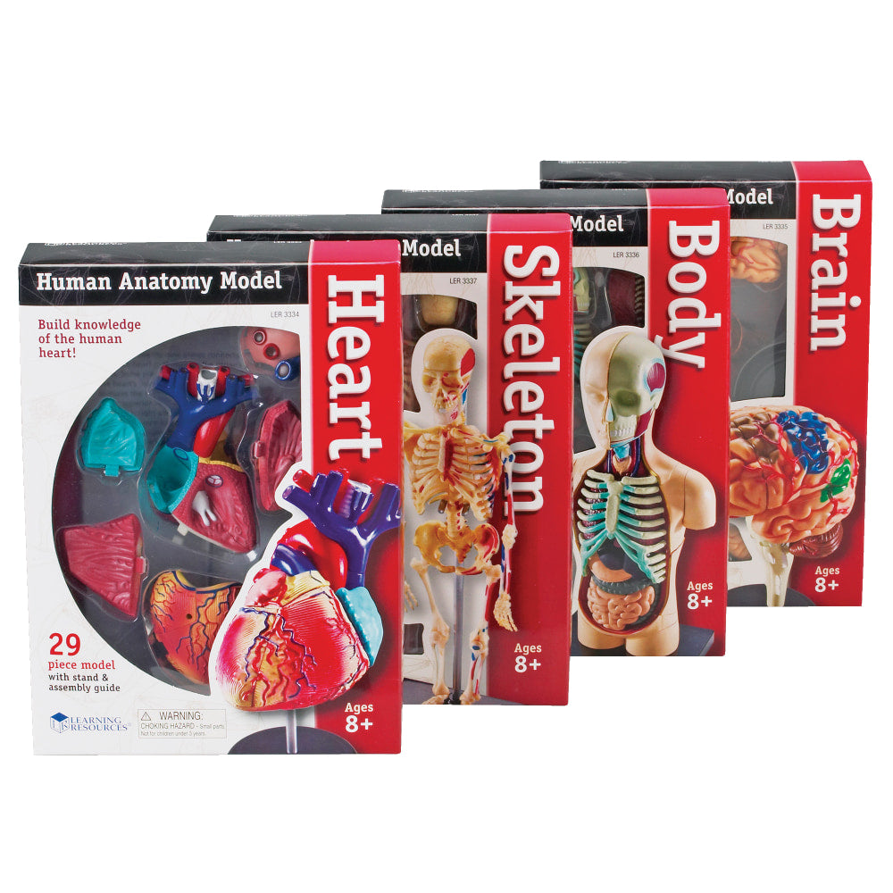 Learning Resources Model Anatomy Bundle, Grades 3 - 12