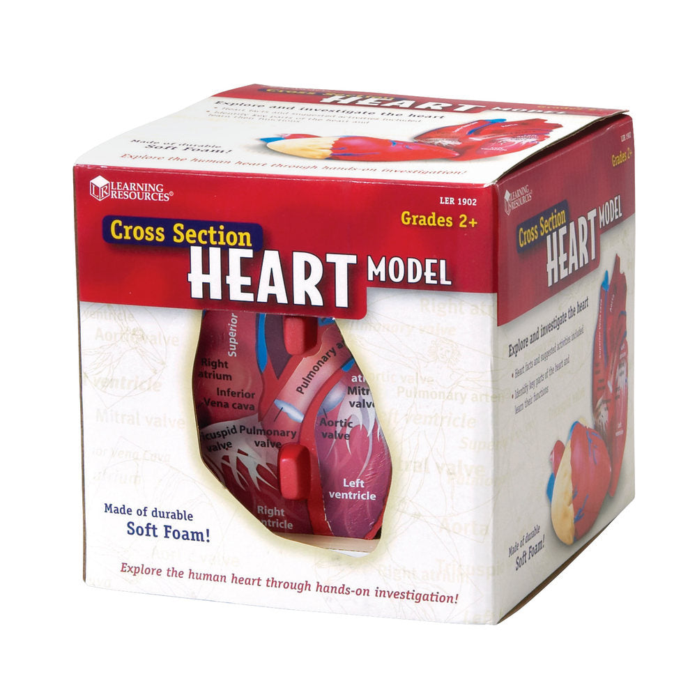 Learning Resources Human Heart Cross Section Model, 5 1/2in x 6in, Grades 6 - 12