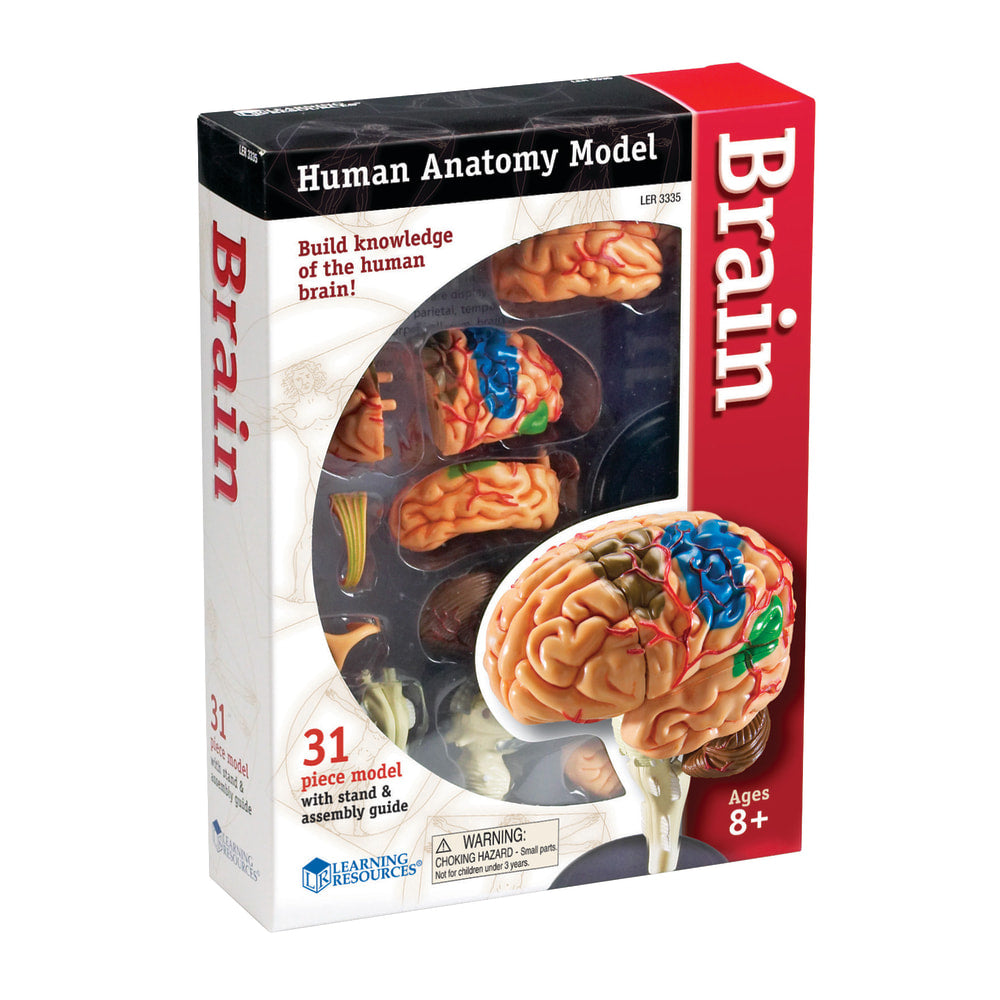 Learning Resources Model Brain Anatomy Set, Grades 3 - 12