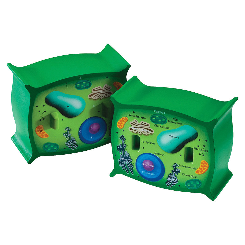 Learning Resources Plant Cell Cross-Section Model, 6in x 5 1/2in, Grades 6-12