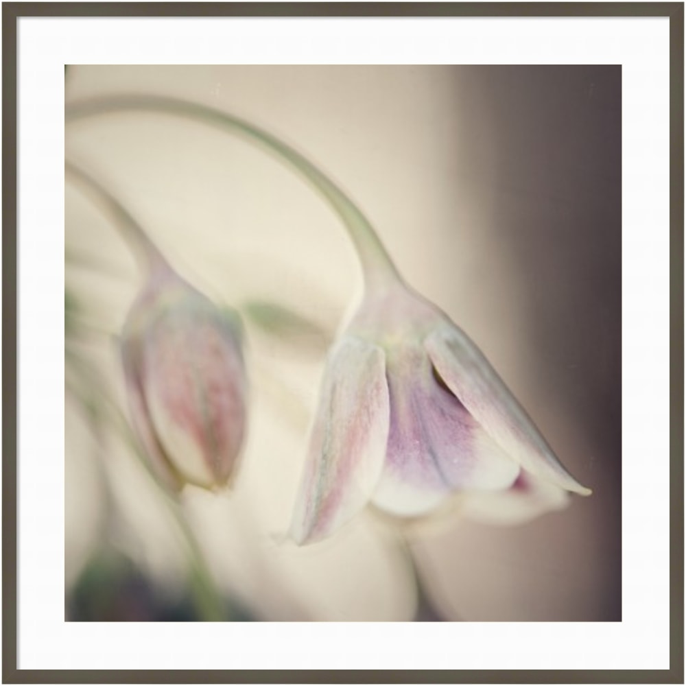 Amanti Art Soft Shades Of Pink Petals by Carla Vermeend Wood Framed Wall Art Print, 41inW x 41inH, Gray