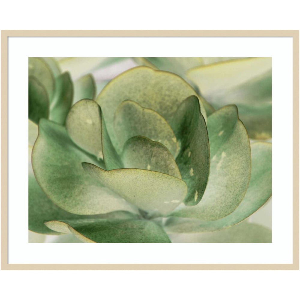 Amanti Art Petal I by Tang Ling Wood Framed Wall Art Print, 41inW x 33inH, Natural