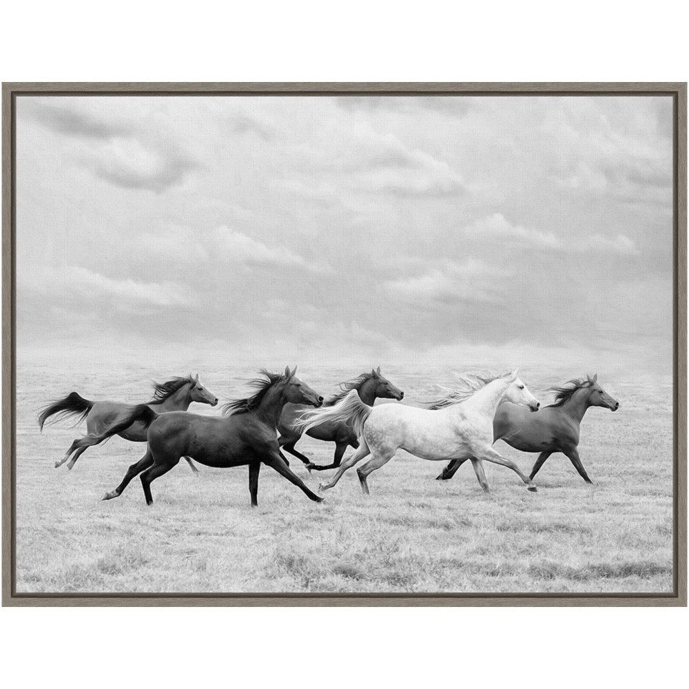 Amanti Art Horse Run I by PHBurchett Framed Canvas Wall Art Print, 24in x 18in, Graywash